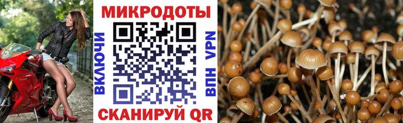 где можно купить наркотик  Вичуга  это официальный сайт  Псилоцибиновые грибы Psilocybe 